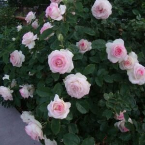 Moonstone plikomis šaknimis