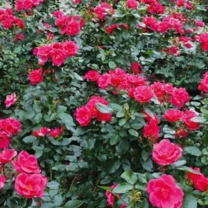 Gartenfreund plikomis šaknimis