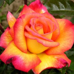 Sheilas perfum plikomis šaknimis