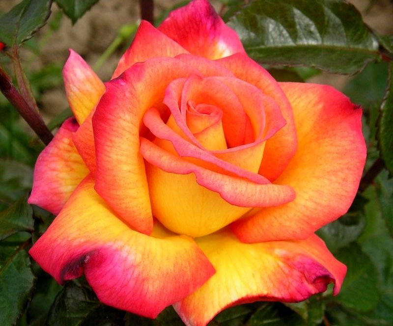 Sheilas perfum plikomis šaknimis