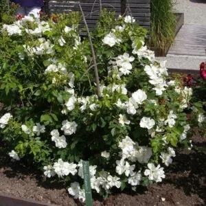 Morden Snowbeauty vazone