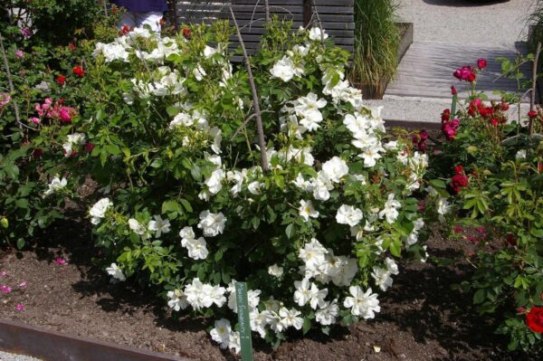 Morden Snowbeauty   vazone 4l
