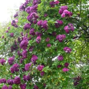Blue Magenta (Blue Violette) vazone