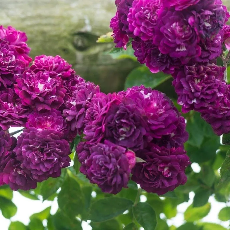 Blue Magenta (Blue Violette) vazone