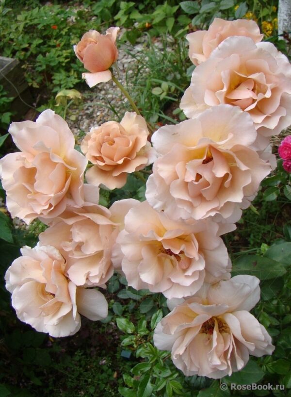 Julia's Rose (Julia, Pashley Manor Rose, Chocolate Rose)  vazone C4 - Image 3