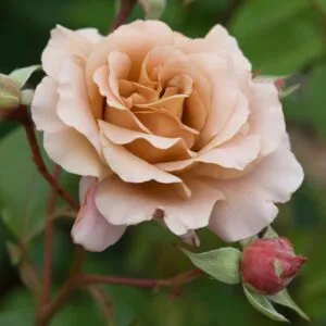 Julia's Rose (Julia, Pashley Manor Rose, Chocolate Rose) vazone C4