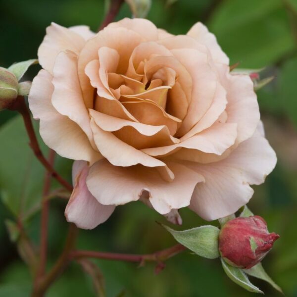 Julia's Rose (Julia, Pashley Manor Rose, Chocolate Rose)  vazone C4
