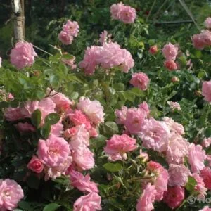 Marie-Victorin (AC Marie-Victorin) vazone