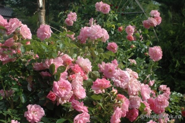 Marie-Victorin (AC Marie-Victorin)  vazone 4l
