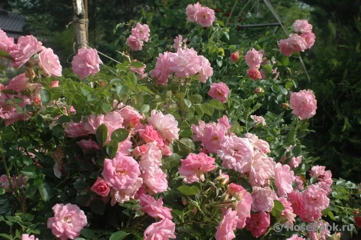 Marie-Victorin (AC Marie-Victorin) vazone