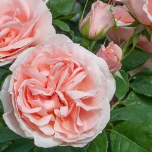 Maxima Romantica (Meikerira) = Donatella plikomis šaknimis