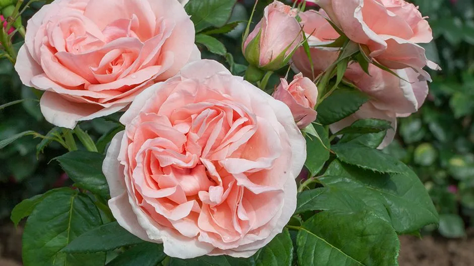 Maxima Romantica (Meikerira) = Donatella plikomis šaknimis