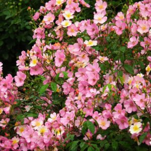 Plaisanterie (Lentrimera)   vazone 4l