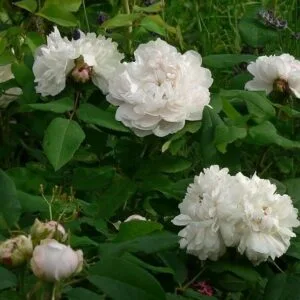 WHITE JACQUES CARTIER vazone 4L