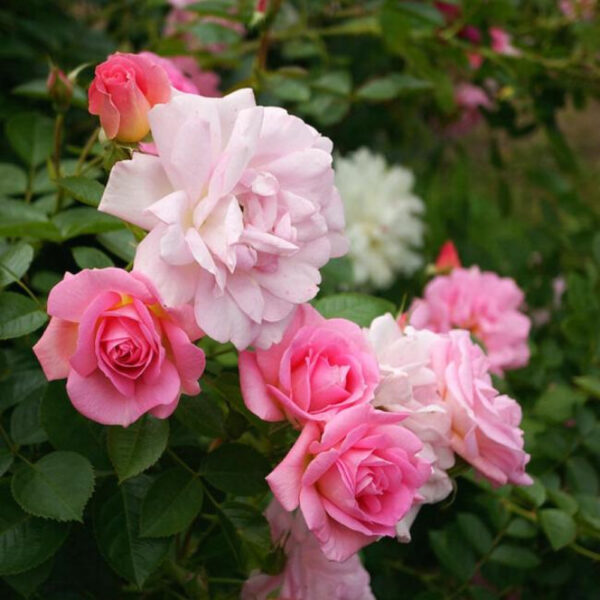 Marie-Victorin (AC Marie-Victorin)  vazone 4l - Image 3
