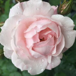 ANNA ANCHER RENAISSANCE plikomis šaknimis