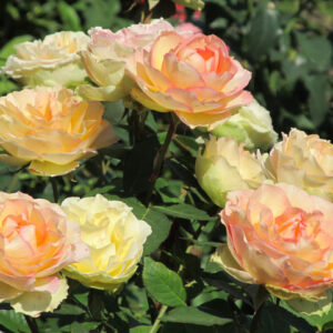 JALITAH plikomis šaknimis