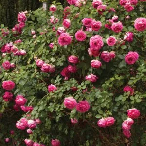 Pink Eden Rose plikomis šaknimis