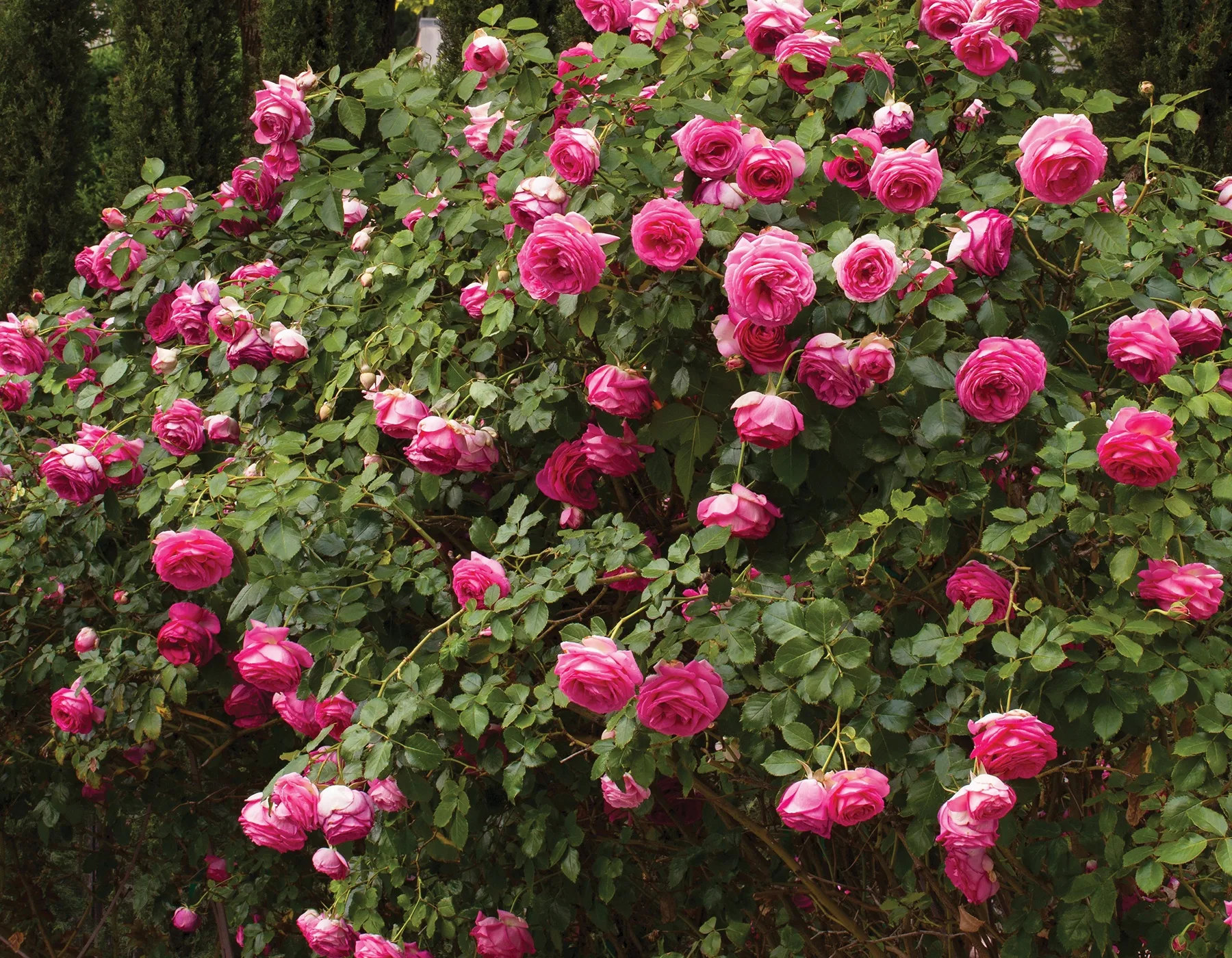 Pink Eden Rose plikomis šaknimis