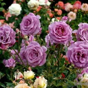 VIOLETTE PARFUMEE plikomis šaknimis