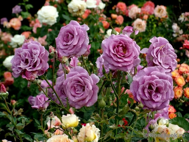 VIOLETTE PARFUMEE plikomis šaknimis
