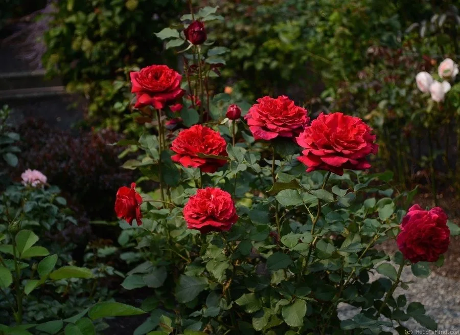 VELVET FRAGRANCE plikomis šaknimis