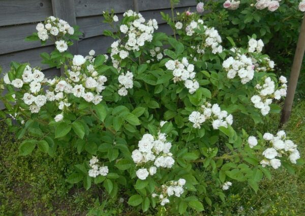 White Grootendorst (Grootendorst White)  vazone 4l