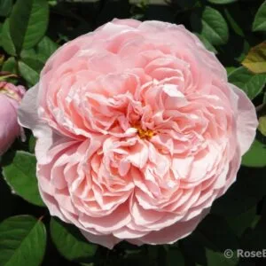 The Alnwick Rose (AUSgrab, Alnwick Castle) plikomis šaknimis