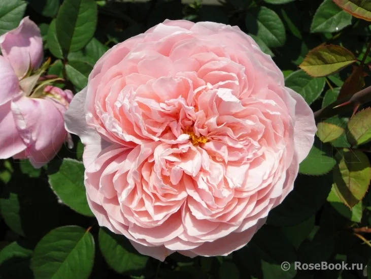 The Alnwick Rose (AUSgrab, Alnwick Castle) plikomis šaknimis