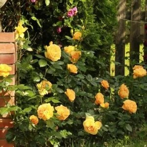Bernstein Rose vazone 4l