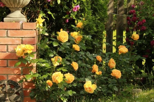 Bernstein Rose vazone 4l