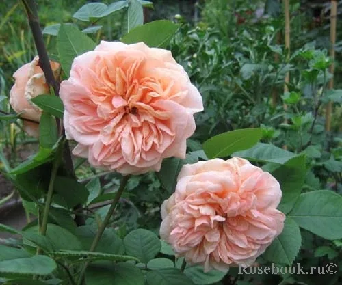 Charles Austin® (AUSfather, Charming Apricot) vazone