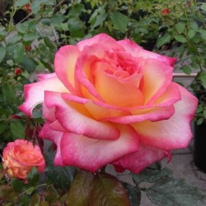 Dafne plikomis šaknimis