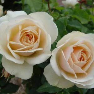 Edelweiss vazone
