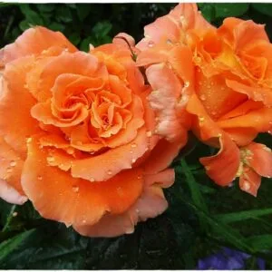FLORA DANICA (POULRIM) plikomis šaknimis