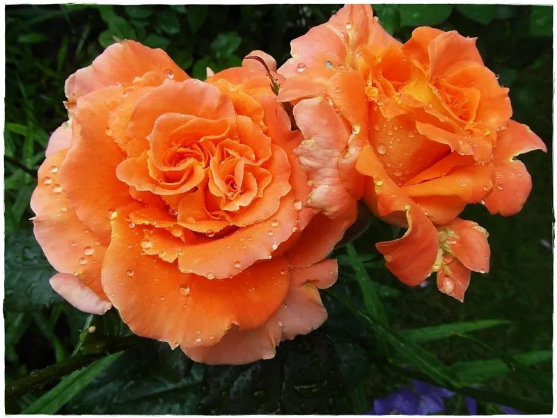 FLORA DANICA (POULRIM) plikomis šaknimis