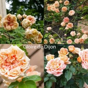 Gloire de Dijon plikomis šaknimis