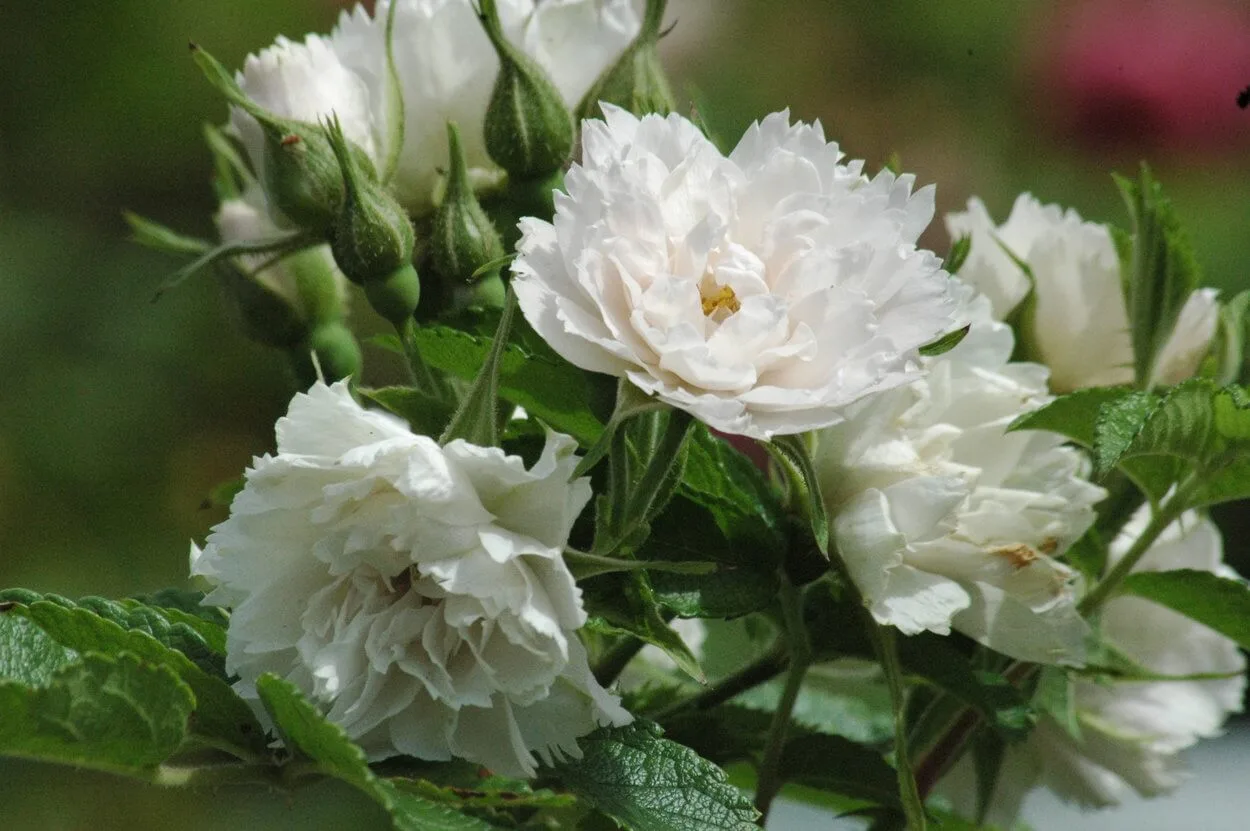White Grootendorst (Grootendorst White) vazone