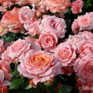 Institut Lumiere (MASinlum) plikomis šaknimis