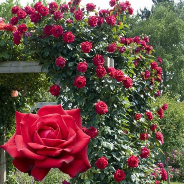 Crimson Glory Cl. (Grimpant Crimson Glory) plikomis šaknimis