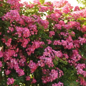 Maria Lisa vazone 4l