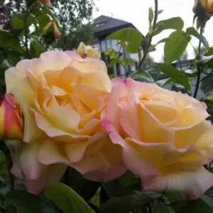 Cl. Mme. A.Meilland vazone 4l