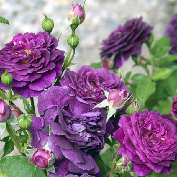 Purple Eden (Ebb Tide (WEKsmopur) plikomis šaknimis