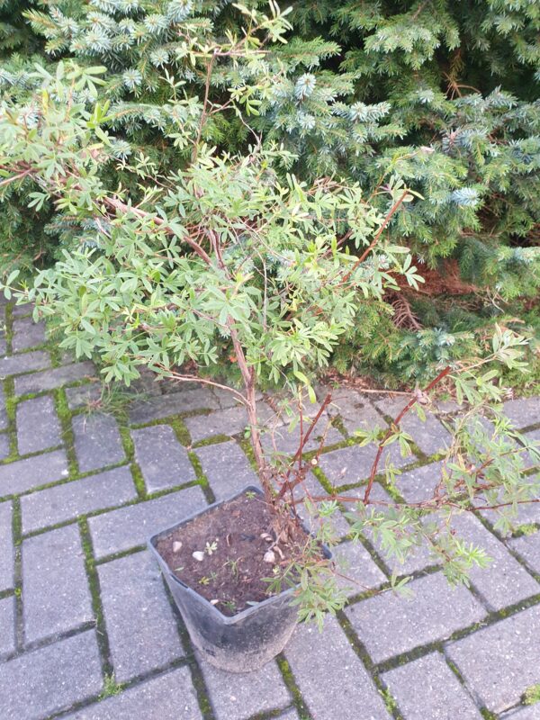 Sidabrakrūmis (Potentilla)  vazone - Image 2