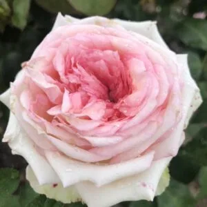 MEINE ROSE plikomis šaknimis