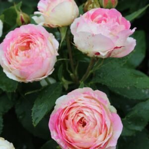 Marc Chagall (DELstrirojacre) plikomis šaknimis