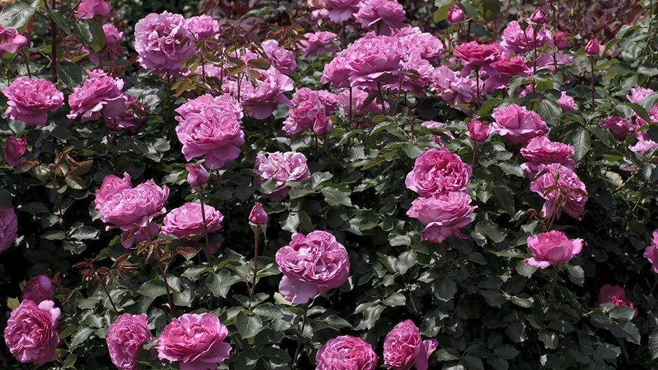 Yves Piaget vazone 4l