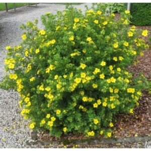 Sidabrakrūmis (Potentilla)  vazone