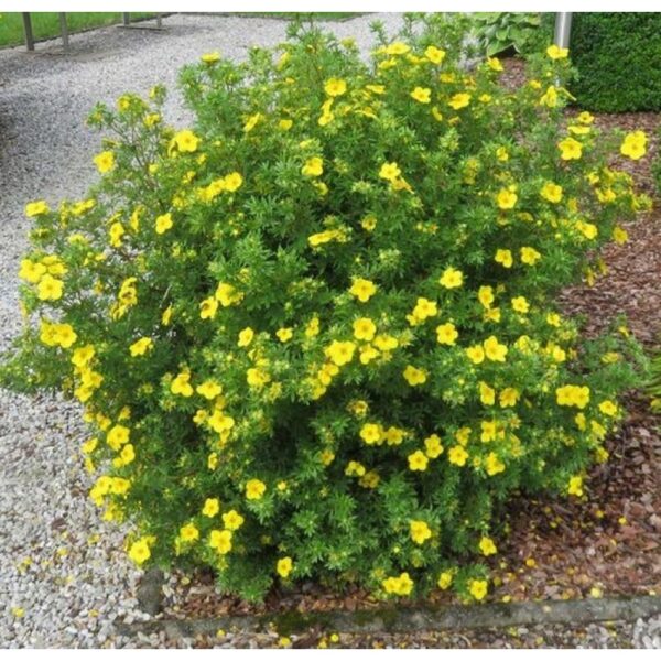 Sidabrakrūmis (Potentilla)  vazone