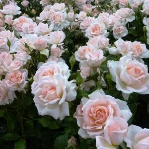 CHANDOS BEAUTY (HARMISTY) plikomis šaknimis